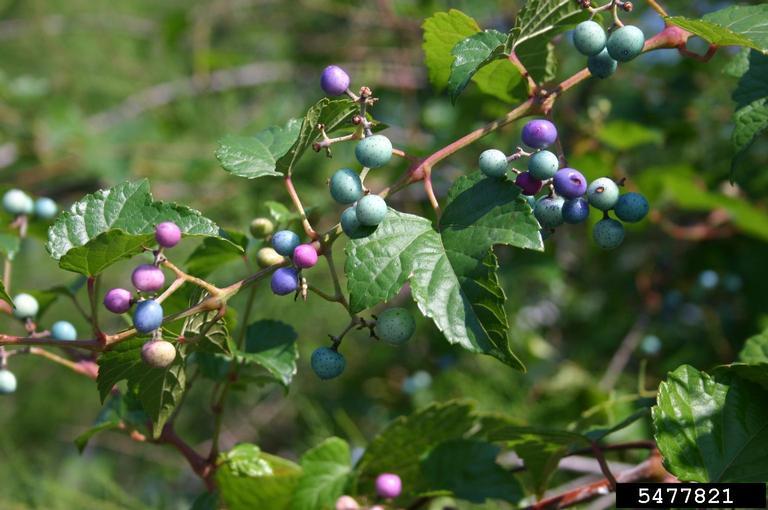 Invasives in your Woodland Porcelainberry University of Maryland